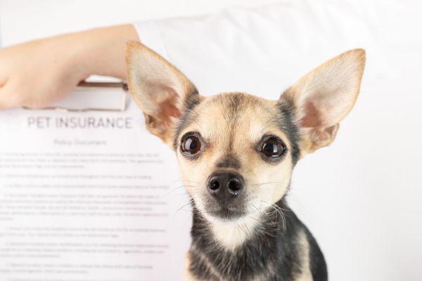 Compare pet insurance companies