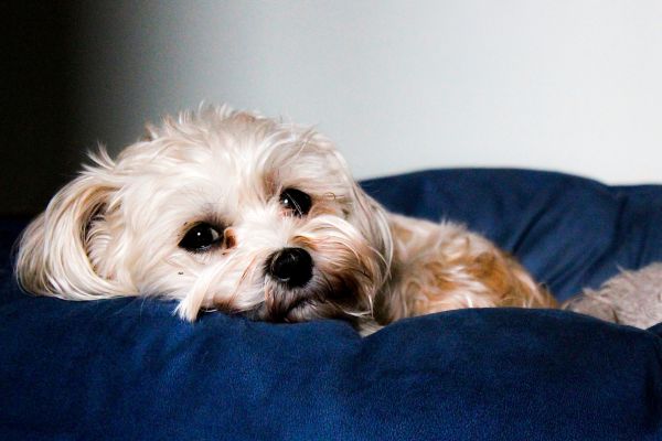 Is pet insurance worth it